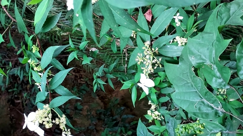 Hydrangea chinensis iNat (2)