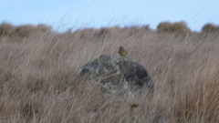 Anthus novaeseelandiae
