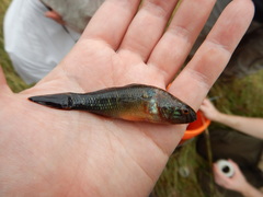 Dormitator maculatus