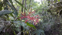 Palicourea macrantha