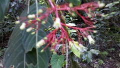 Palicourea macrantha