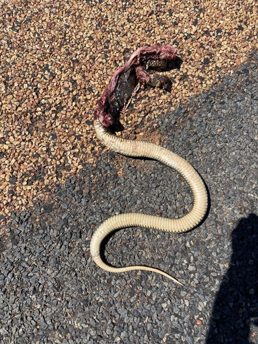 Mulga Snake sighting