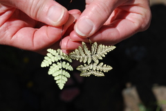 Pentagramma triangularis semipallida