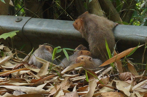 Indomalayan Bamboo Rat (Rhizomys sumatrensis) — Least Concern Mammalia