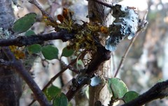 Teloschistes velifer