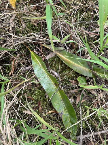Elaphoglossum crassifolium observed 2024-03-22