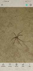 Araneae