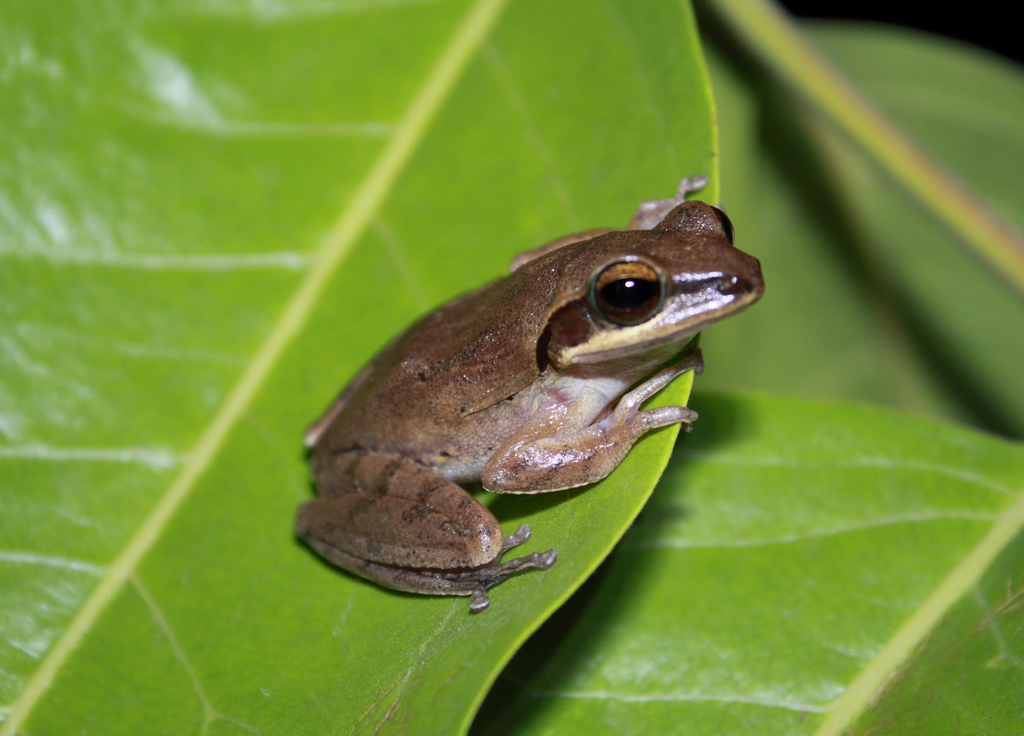 Common Indian Tree-Frog