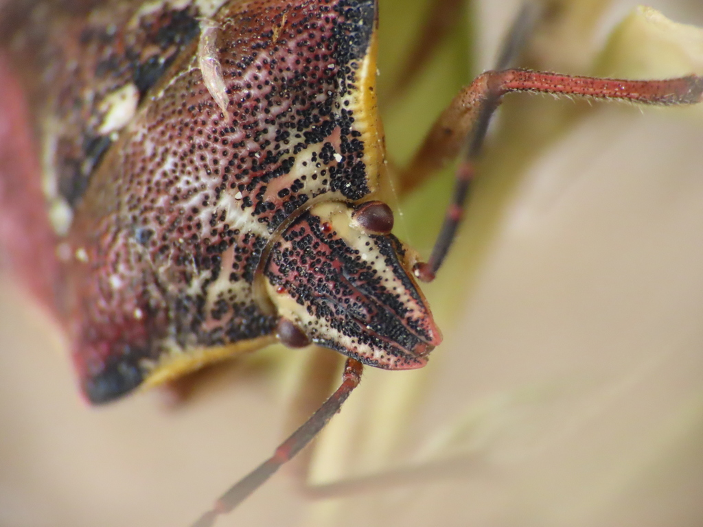 Variegated Fruit Bug
