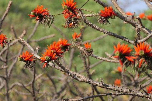 Erythrina variegata