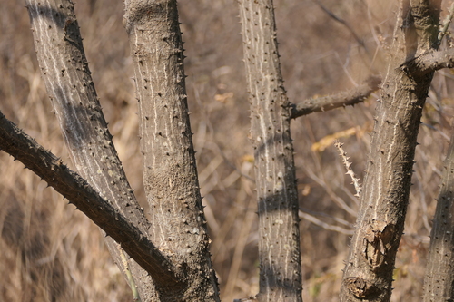 Erythrina variegata