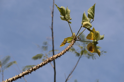 Erythrina variegata