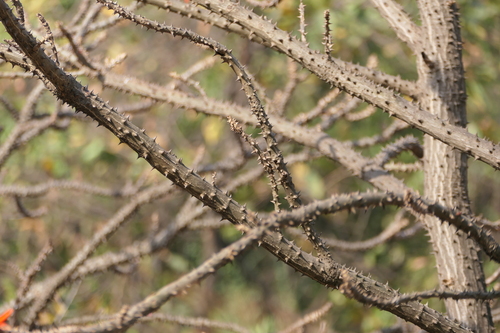Erythrina variegata