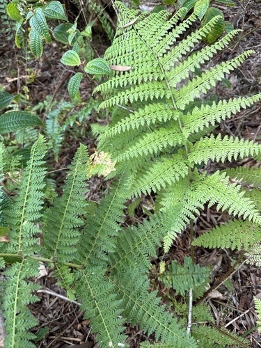 Athyrium microphyllum observed 2024-03-22