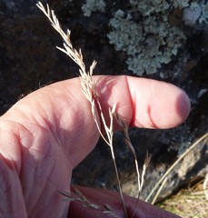 Festuca actae
