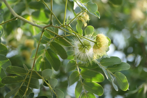 Albizia lebbeck