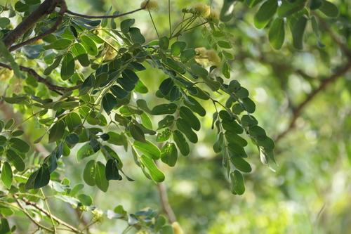 Albizia lebbeck