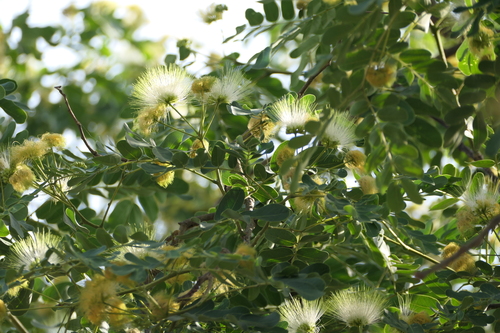 Albizia lebbeck