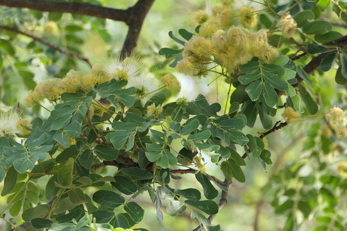Albizia lebbeck
