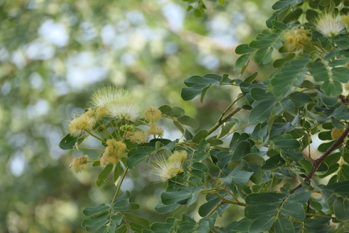Albizia lebbeck