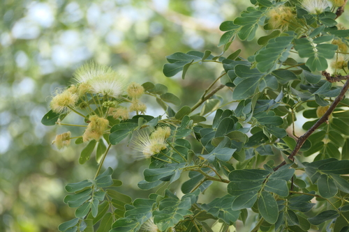 Albizia lebbeck