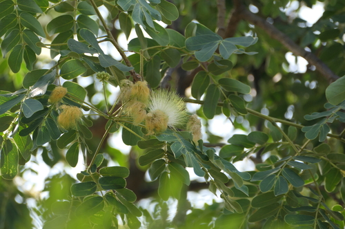 Albizia lebbeck