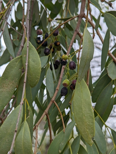 Image of Santalum lanceolatum by (c) Will Cornwell, some rights reserved (CC BY)