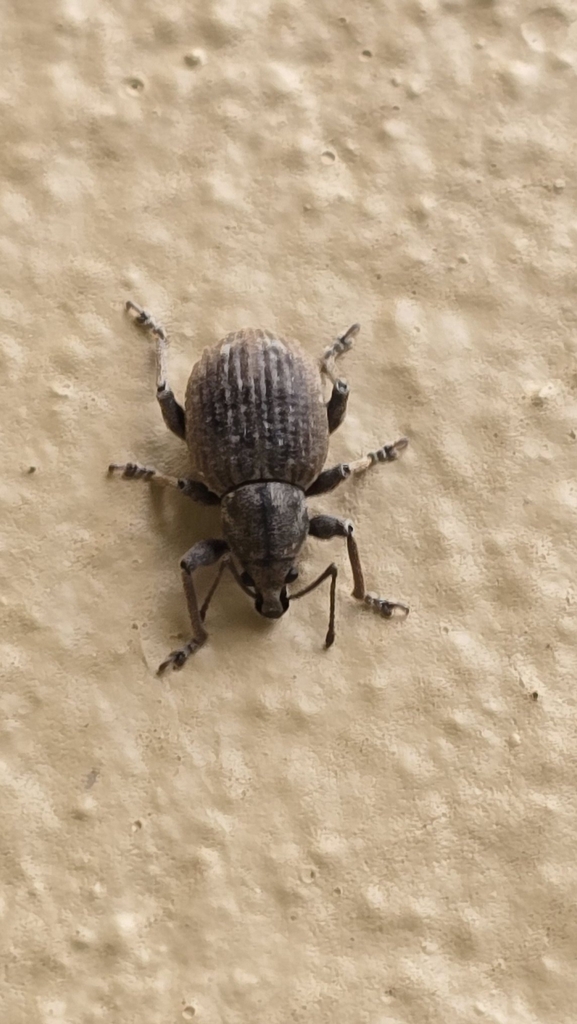 Aloe Fruit Weevil