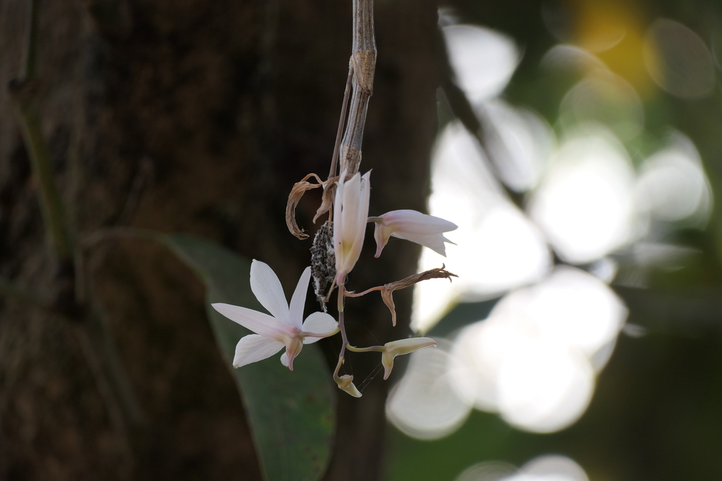 Dendrobium barbatulum