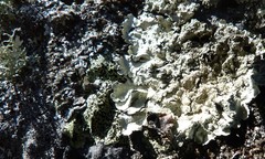 Flavoparmelia haysomii