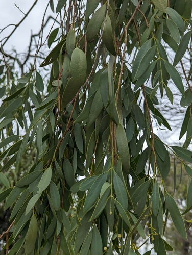 Image of Santalum lanceolatum by (c) Will Cornwell, some rights reserved (CC BY)