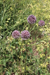 Allium polyanthum