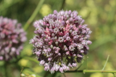 Allium polyanthum