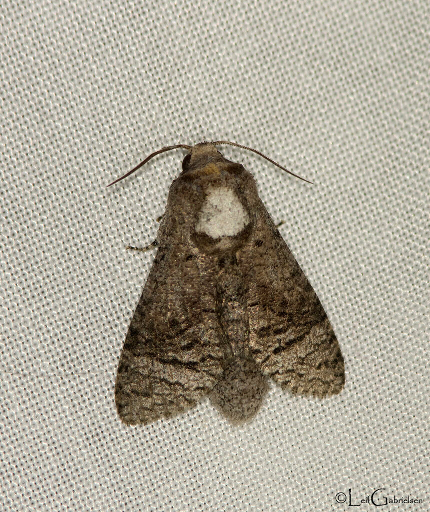 Roepkiella chlorata