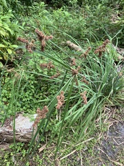 Cyperus ligularis image