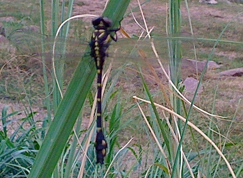 Burmagomphus insolitus