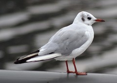 Chroicocephalus ridibundus