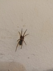 Araneae