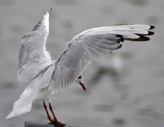 Chroicocephalus ridibundus