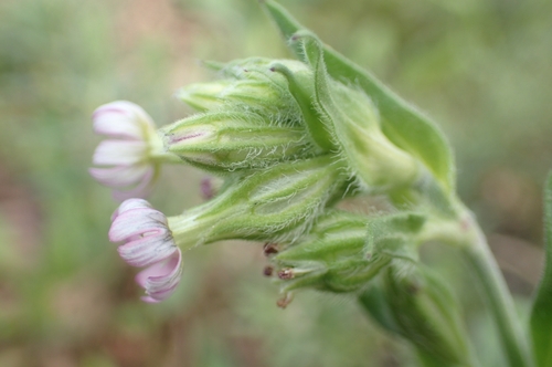 Image of Silene apetala by (c) Jorge Íñiguez, some rights reserved (CC BY)