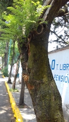 Jacaranda mimosifolia