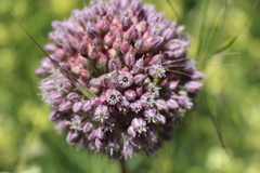 Allium polyanthum