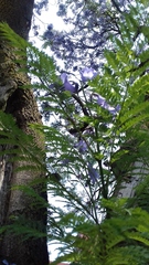 Jacaranda mimosifolia