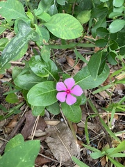 Catharanthus roseus image