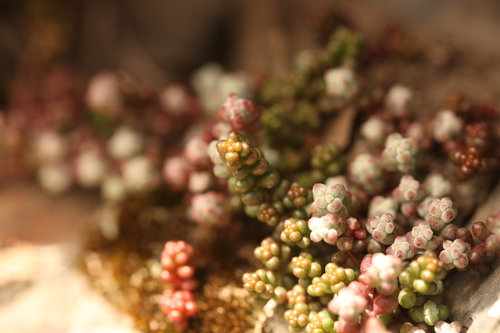 Short-leaved Stonecrop
