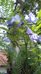 Jacaranda mimosifolia