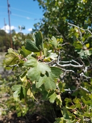 Ribes aureum