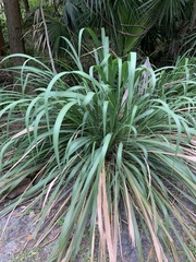 Tripsacum dactyloides