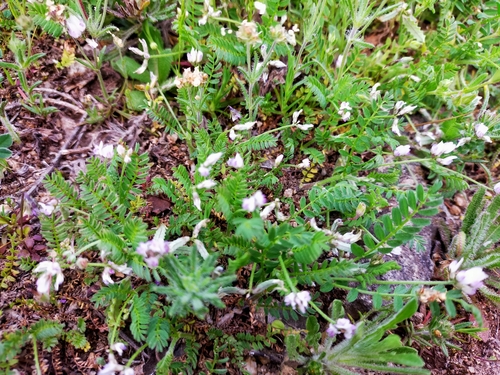Biserrula pelecinus