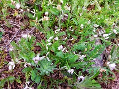 Biserrula pelecinus